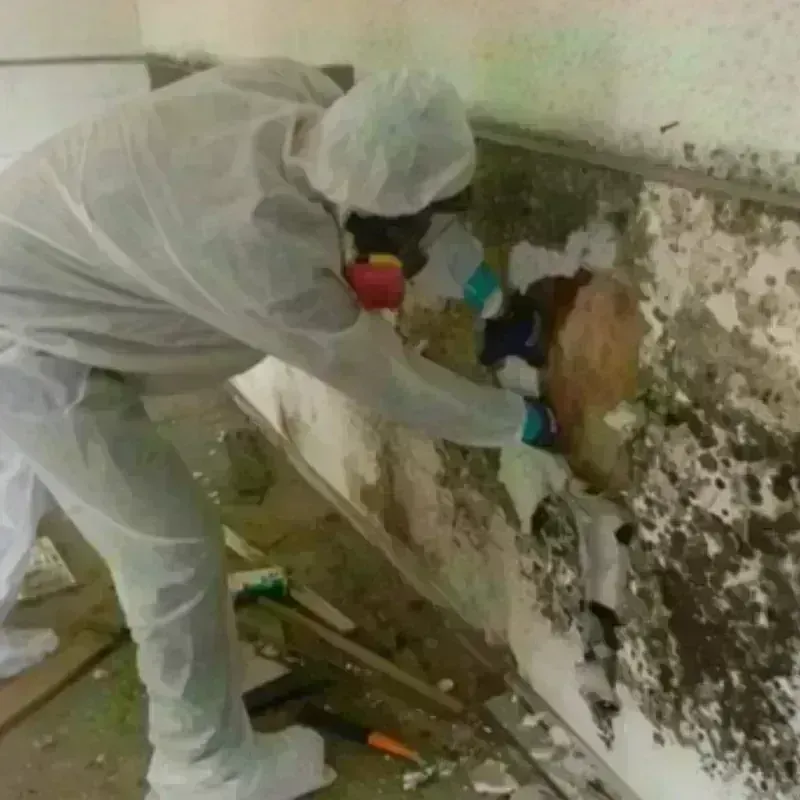 Mold Remediation and Removal in Choteau, MT